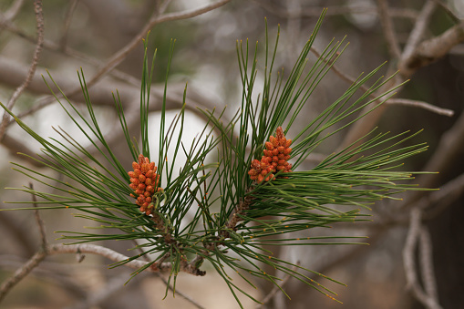 Cone shoots of Aleppo pine or Aleppo pine, pinus halepensis, in spring
