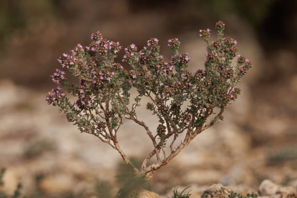 Thymus vulgaris, Thyme flowering in spring in the Sierra de Mariola