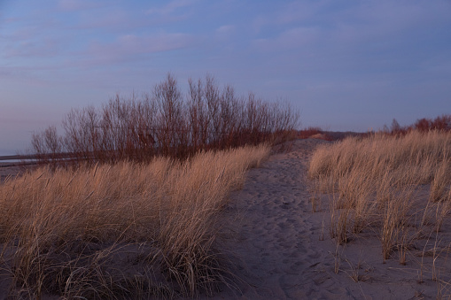 Beutigul sunny landscape of grass groving on the dunes near Baltic Sea. Early spring sunset scenery of Northern Europe.