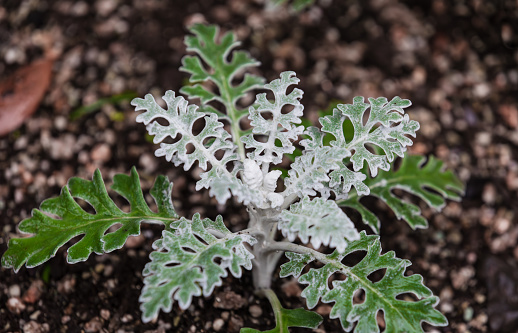Silver RagWort, a perennial plant belonging to the Asteraceae family. Dusty Miller, Jacobaea maritima, senecio cineraria