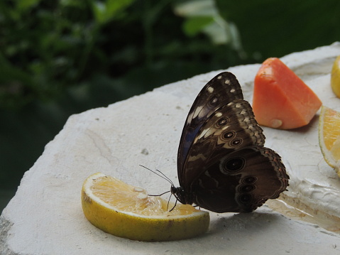 Insect observation in Mexico : beautiful butterfly eating lemon