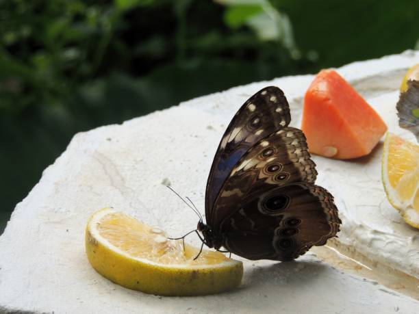 Old World Swallowtail (Papilio machaon) butterfly perched on a branch next to the cocoon from which they hatched, all on a white background