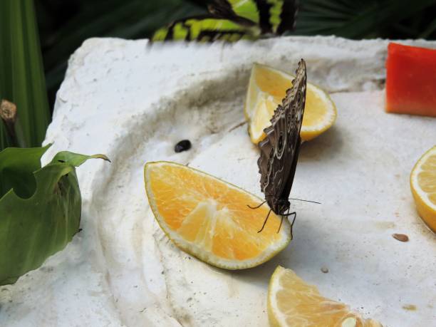 Butterfly resting on a Lemon tree.