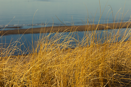 A beautiful sunset scenery with dry grass growing in the dunes of Baltic sea. Colorful sping landscape in Northern Europe.