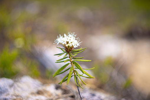 Marsh Labrador Tea, or Wild Rosemary, is a low shrub growing to 50 cm tall with evergreen leaves and small flowers.  It grows in peaty soils, shrubby areas, moss and lichen tundra of North America, Greenland, the northern and central parts of Europe, and Asia.