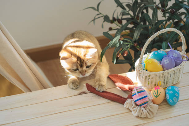istock easter holiday concept with british cat play colorful egg put in basket and put on table 2101095683