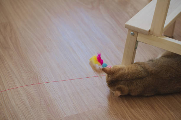 istock easter holiday concept with british cat play colorful egg put in basket and put on table 2101100348