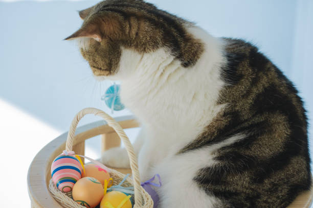 easter holiday concept with scottish cat play colorful egg put in basket and put on table