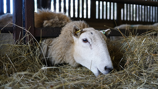 A Welsh flock of Ewe Sheep and lambs feeding on hay inside a barn shed in Wales, March 2023