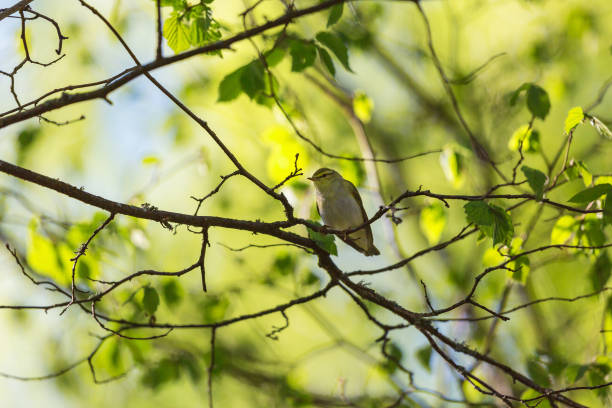 Wood Warbler sit on a branch Wood Warbler on a branch in a spring forest wood warbler phylloscopus sibilatrix stock pictures, royalty-free photos & images