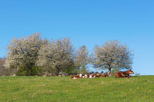 Calves resting at flowering cherry tree in the meadow
