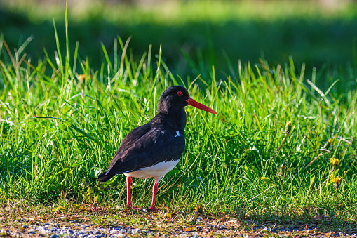 Oystercatcher sitting on a grass meadow
