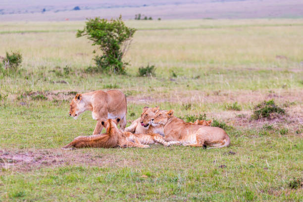 istock Flock of lions on the savannah 2101112508