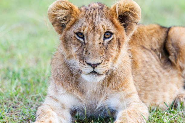 istock Young lion cub lying and looking at the camera 2101113015