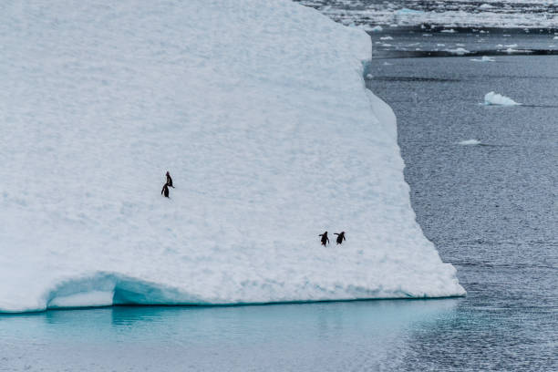 four gentoo penguins on an iceberg - exploration mountain ice jumping - fotografias e filmes do acervo