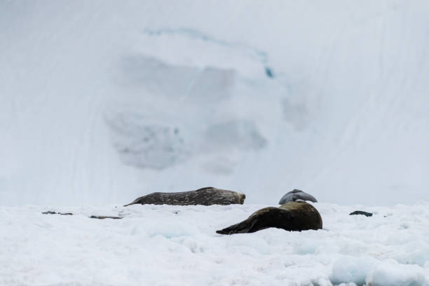 istock Weddell Seal resting on ice 2101113590
