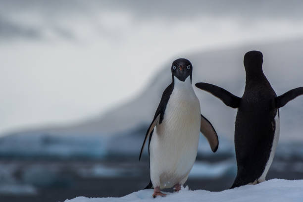 istock Adelie Penguin standing on an iceberg 2101113603