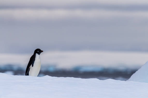 istock Adelie Penguin standing on an iceberg 2101113608