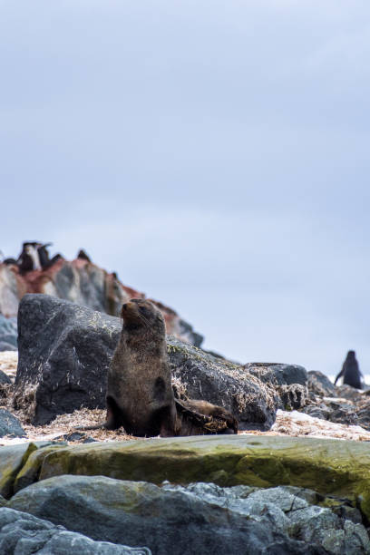 istock Fur seal on a rock 2101113611