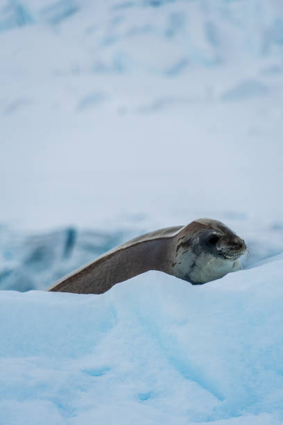 istock Close-up of a Weddell seal 2101114122