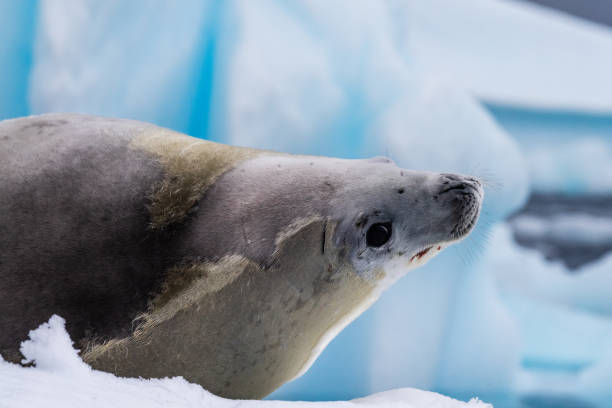 istock Crabeater Seal resting on a sheet of ice 2101114132