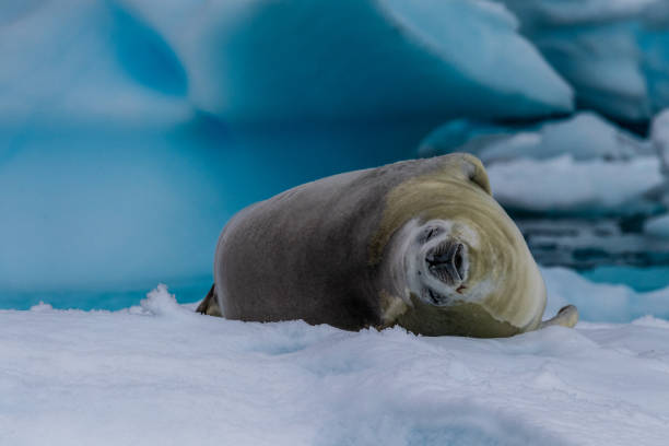 istock Crabeater Seal resting on a sheet of ice 2101114134