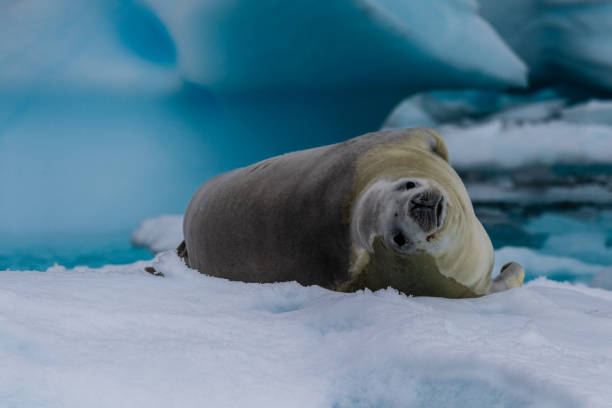 istock Crabeater Seal resting on a sheet of ice 2101114135