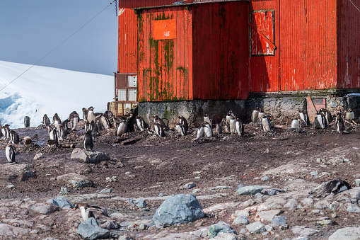 A red hut on Mikkelsen harbour, near Sierva Cove, amids many Gentoo Penguins -Pygoscelis papua, on the Antarctic Peninsula