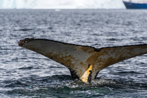 istock Tail of a humpback whale in the Antarctic 2101114166