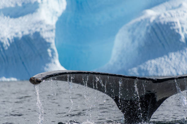 istock Tail of a humpback whale in the Antarctic 2101114167