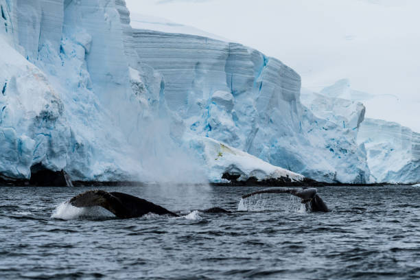 istock Tail of a humpback whale in the Antarctic 2101114170