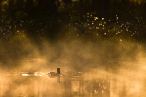 Red throated loon in the morning mist at a forest lake