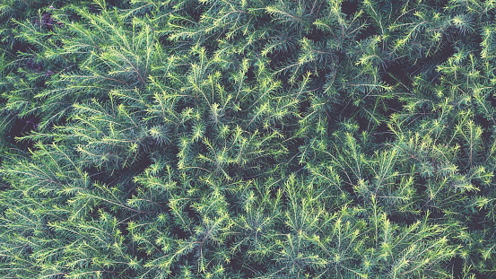 Green fir boughs background Texture. Fir tree. Wallpaper for Christmas design