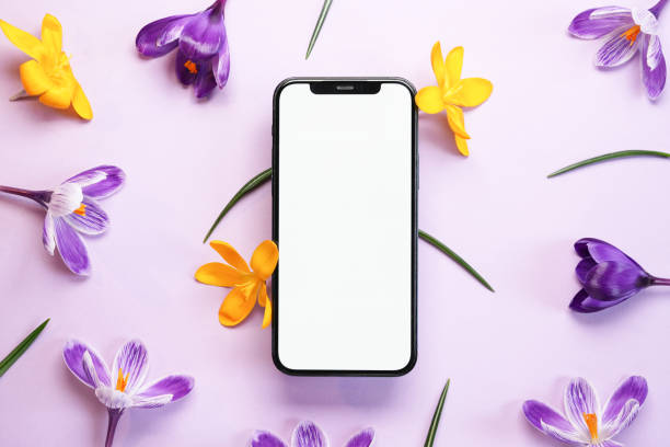 istock Smartphone mockup with violet and yellow crocuses flowers. 2101115773