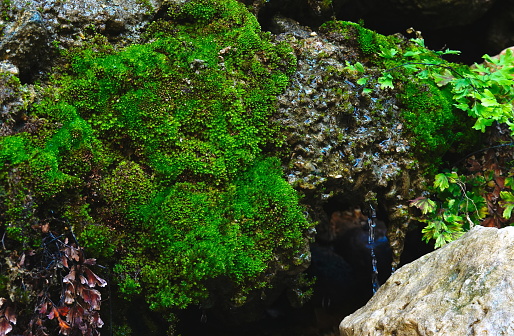 Lush Green Moss Growing On Rocky Surface, Nature's Detail Of A Moist Micro-Habitat In A Forested Area