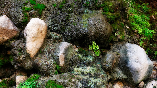 Water Trickling Down A Moss-Covered Stone Wall, Diverse Textures In A Natural Spring Environment