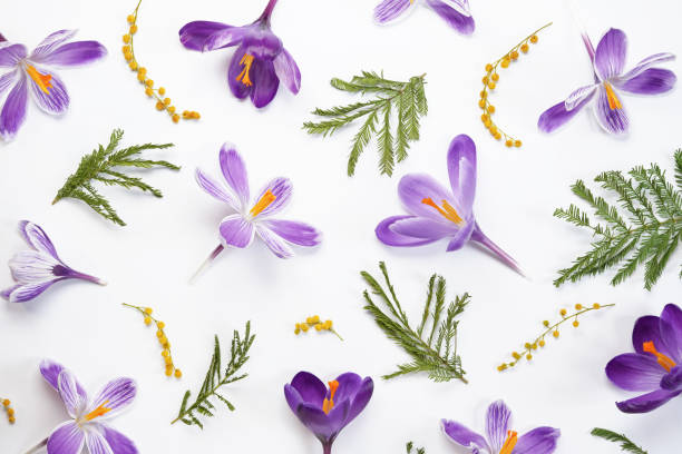 istock Seamless pattern of violet crocuses, yellow flowers mimosa on a white background. 2101116321