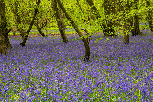 Forest carpet of flowering bluebells