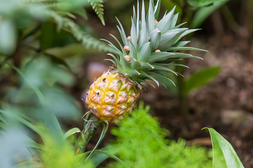 Pineapple, a fruit resembling a pine cone discovered in a botanical garden. Ananas comosus