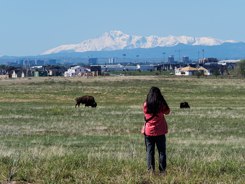 A tourist taking pictures of bison in Rocky Mountain Arsenal National Wildlife Refuge with view of the view of Longs Peak in the background