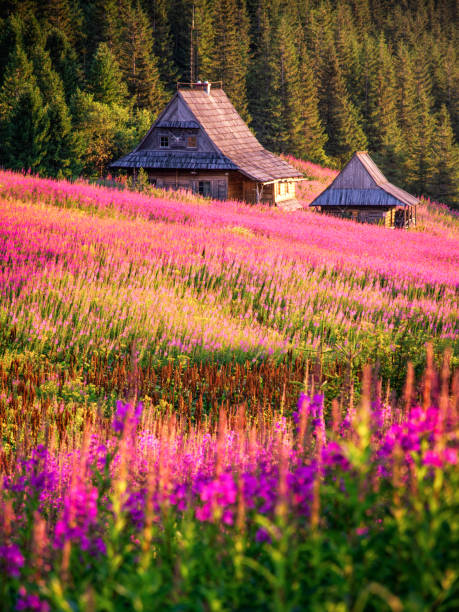 A rustic wooden house nestled in a picturesque meadow, surrounded by wildflowers and the dramatic mountain scenery of Tara, Serbia