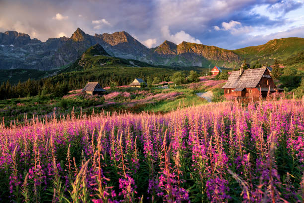 istock Colorful summer morning in mountains 2101140178