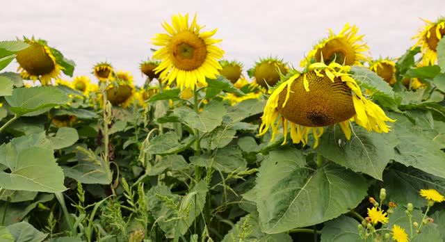 sunflower field in summer during the flowering of sunflower flowers