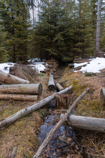 Winter forest with a little snow, fallen trees lie in a small river. Winter landscape. Karkonosze Mountains in winter, Poland.