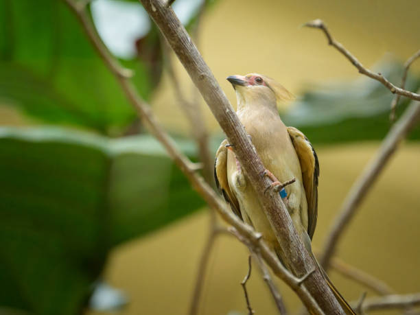 istock A blue naped Mousebird sitting on a branch 2101150274