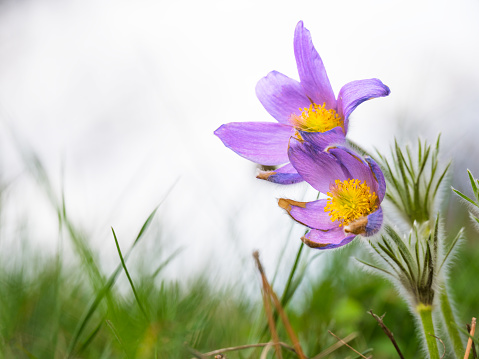 Spring flowering Pulsatilla Vulgaris purple flowers also known as Pasque Flowers