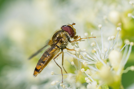 Australian native blue-banded bee collecting pollen from an Agapanthus flower