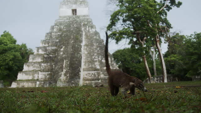 A nasua eating the Grass in front of Temple Ruin