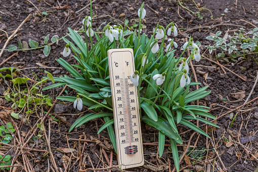 Bush of the blooming snowdrops with wooden alcohol outdoor thermometer against the soil in overcast spring weather