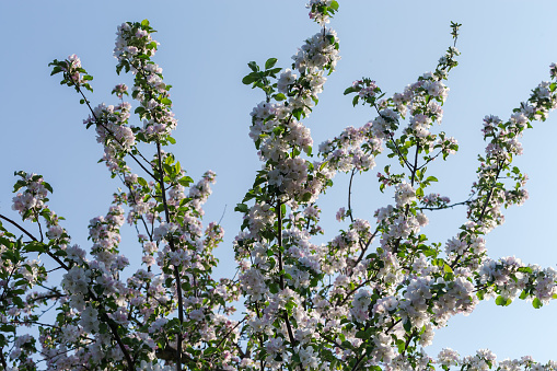 Branches of the apple tree with flowers and young leaves on a background of clear sky in sunny day, bottom up view close-up